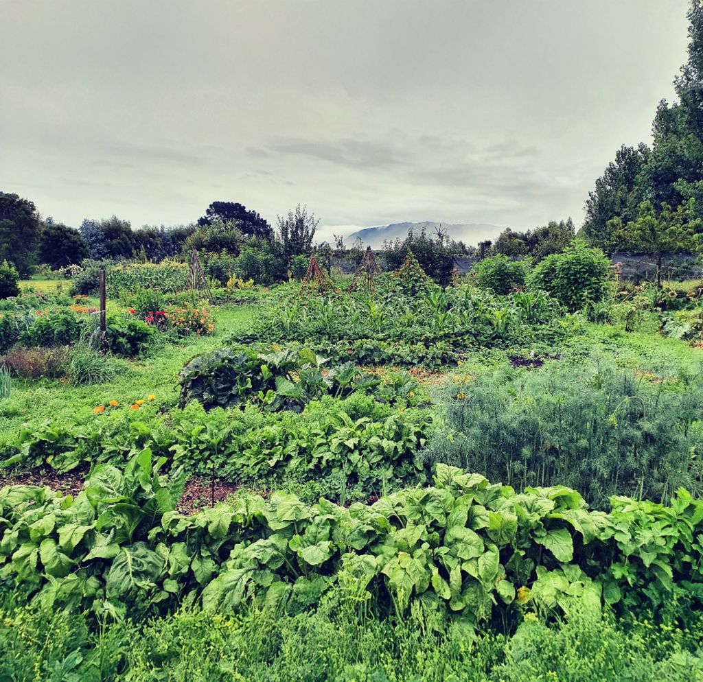 Food Farm Near Me and Sustainable Produce