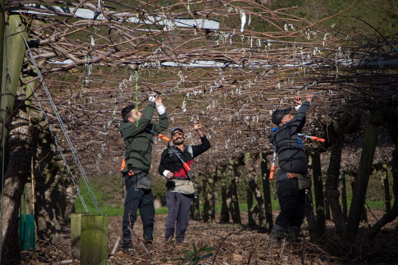 Orchard Management Trevelyan's TePuke Online