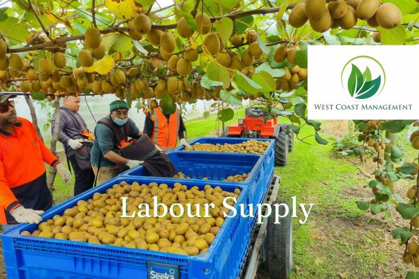 West Coast Management Ltd | TePuke Online